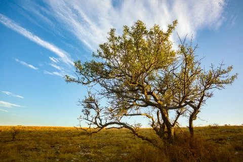 Tree with Dry Grass Stock Photos
