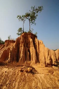 Tree on dry land Stock Photos