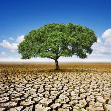Tree on dry land Stock Photos