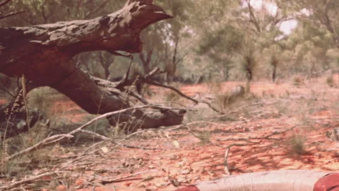 Tree in dry land under bright sun in outback Australia Vídeos de archivo 343555760