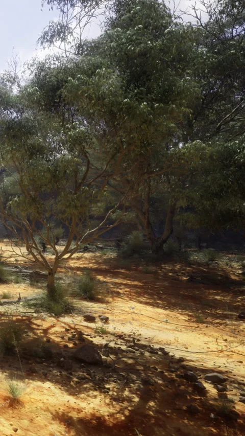 Tree in dry landscape during sunny day in remote area of Australia Stock Footage 332219715