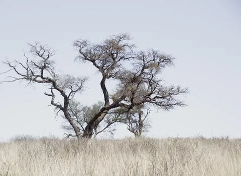 Tree in dry landscape Stock Photos