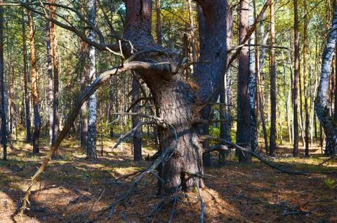 Tree with dry twigs in a thick pine forest close up. Forest conservation are Stock Photos