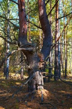Tree with dry twigs in a thick pine forest close up. Forest conservation are Stock Photos