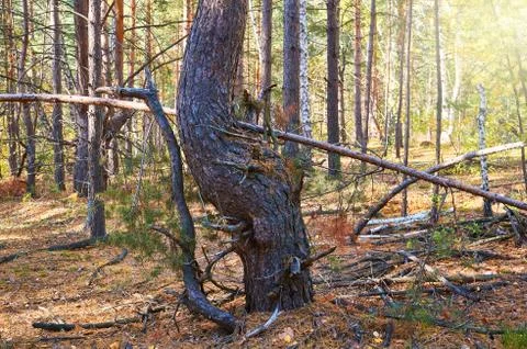 Tree with dry twigs in a thick pine forest close up. Forest conservation are Stock Photos
