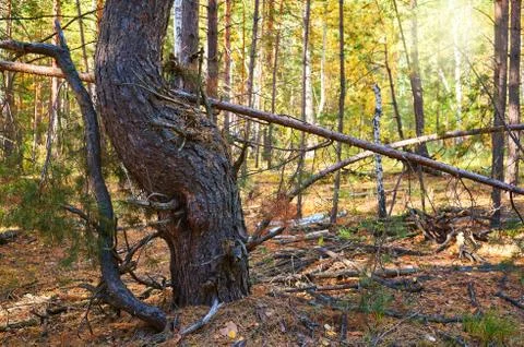 Tree with dry twigs in a thick pine forest close up. Forest conservation are Stock Photos
