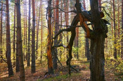 Tree with dry twigs in a thick pine forest close up. Forest conservation are Stock Photos
