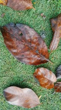Tree dry well on the grass Stock Photos