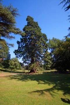 Tree by the Dryburgh Abbey Stock Photos
