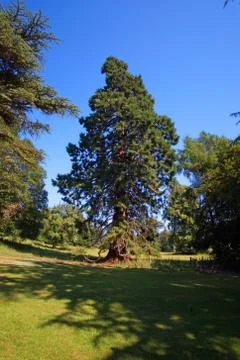 Tree by the Dryburgh Abbey Stock Photos