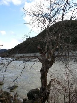 A tree drying Stock Photos