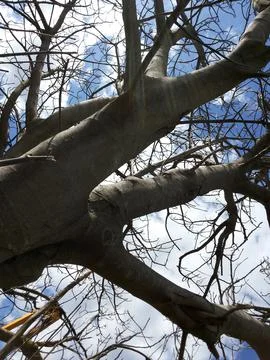A tree drying Stock Photos