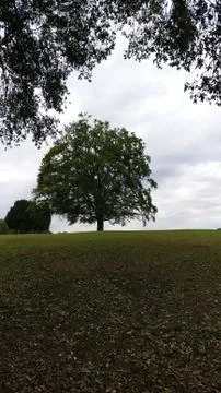 Tree in dublin park Stock Photos