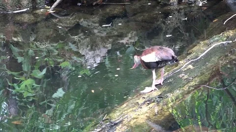 Tree duck on a log Stock Footage 76500472