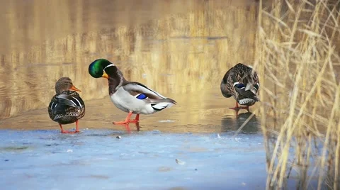 Tree ducks cleaning themselves staying on the edge of the ice Stock Footage 47855576