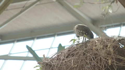 Tree Ducks Standing Up Stock Footage 86663971