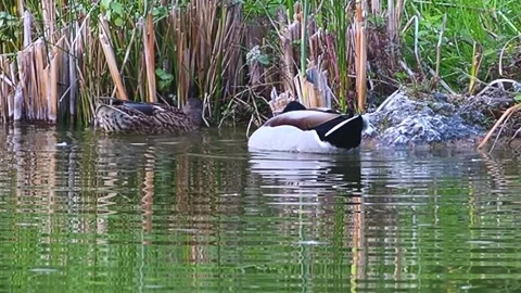 Tree ducs are eating in the lake Stock Footage 220724223
