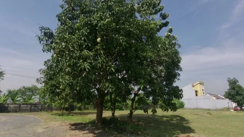 Tree during the day Video stock 218066518