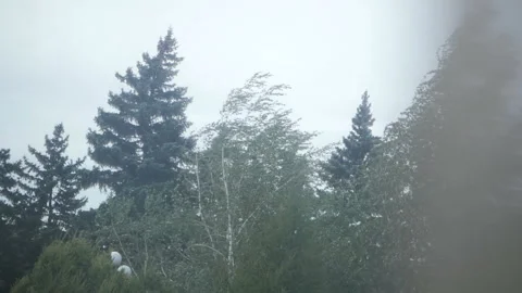 Tree during heavy wind Stock Footage 101576955