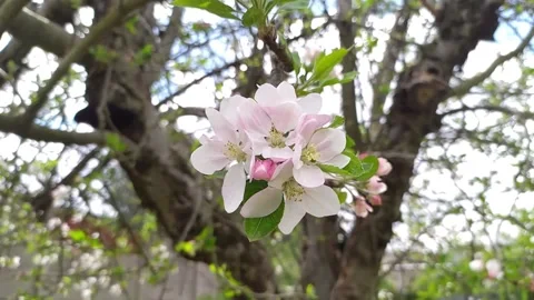 Tree during Spring Flowering Stock Footage 152713197
