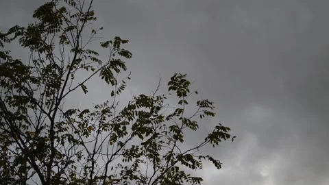 A tree  during a storm Stock Footage 162770693