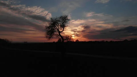A tree during sunset 動画素材 150896775