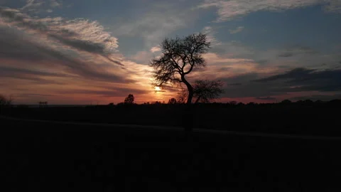 A tree during sunset Stock Footage 150913193