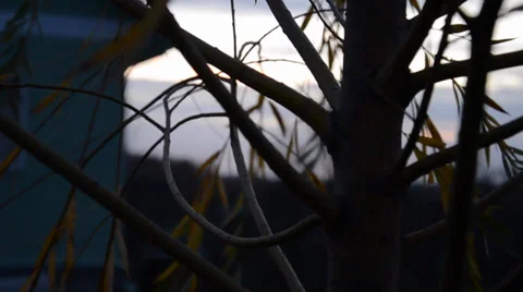 Tree at dusk. The camera moves Stock Footage 32358497