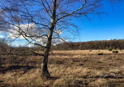 Tree in dutch forest landscape Stock Photos