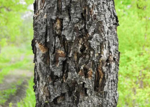 Tree is dying Stock Photos