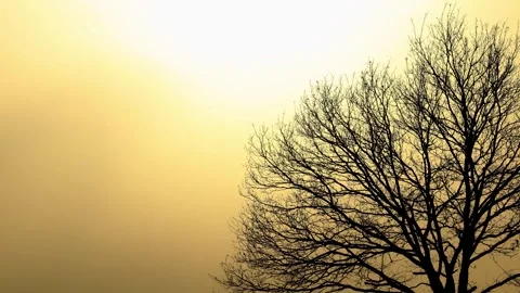 A tree in early spring with evening sun 4k 25fps video Stock Footage 330314188