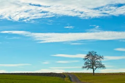 Tree in early spring Stock Photos