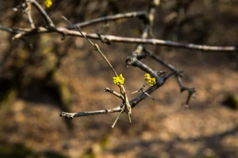 Tree in early spring. View from below. Selective focus. Stock Photos
