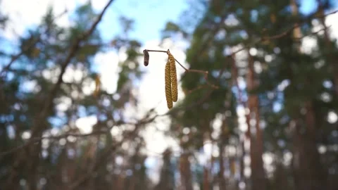 Tree earrings against the sky swing in spring Stock Footage 153307973