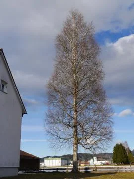 Tree eastern Stock Photos