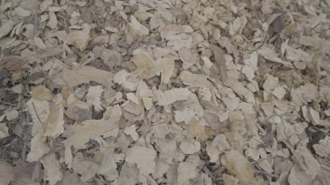 Tree eaten by beaver Stock Footage 171890037