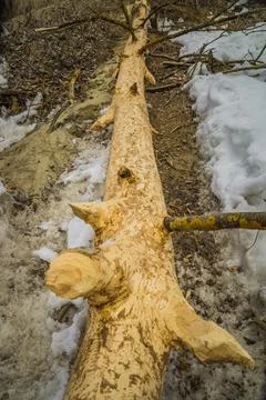 A tree eaten by a beaver Stock Photos