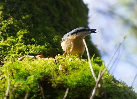 Tree eating Stock Photos