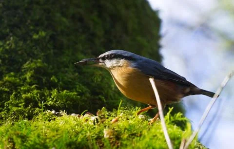Tree eating Stock Photos