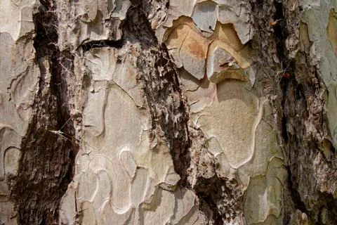 A tree ecorce texture and background during summer Stock Photos