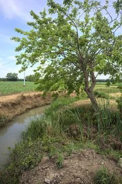 Tree on the edge of a brook Stock Photos