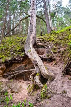 A tree on the edge of a cliff, clinging to the ground with its roots. Stock Photos