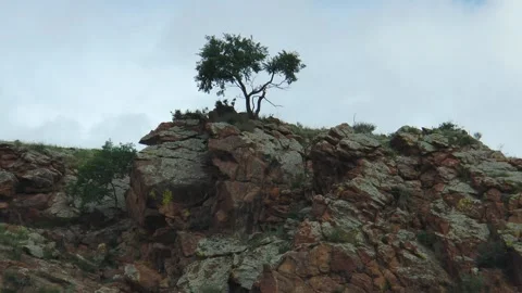 Tree on the edge of a cliff, Mongolia. Stock Footage 165693901