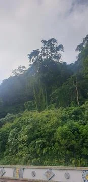 Tree on the edge of the cliff Stock Photos