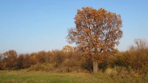 Tree on the edge of the forest autumn Stock Photos
