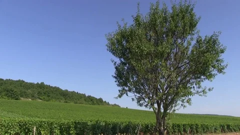 Tree at the edge of grape vines Stock Footage 83872918