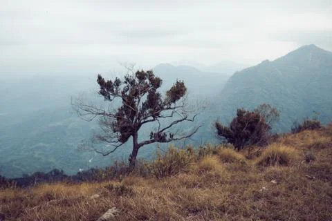 Tree at the edge of the mountain top Stock Photos