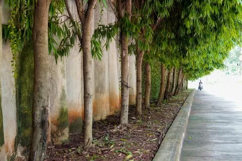Tree on the edge Stock Photos