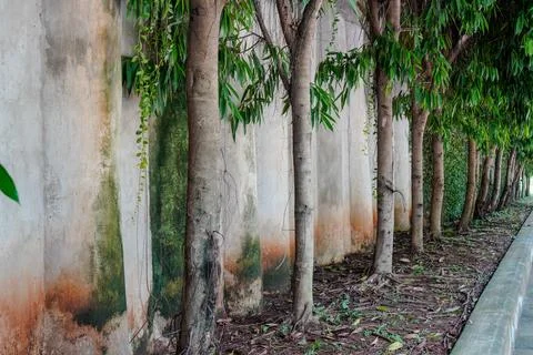 Tree on the edge Stock Photos