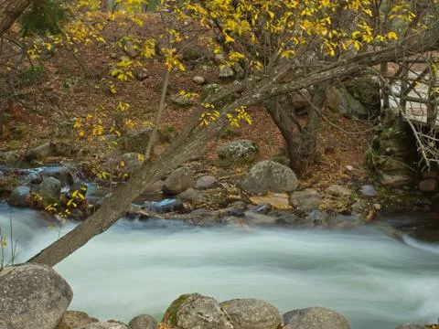 Tree at the edge of the stream of a river Photos